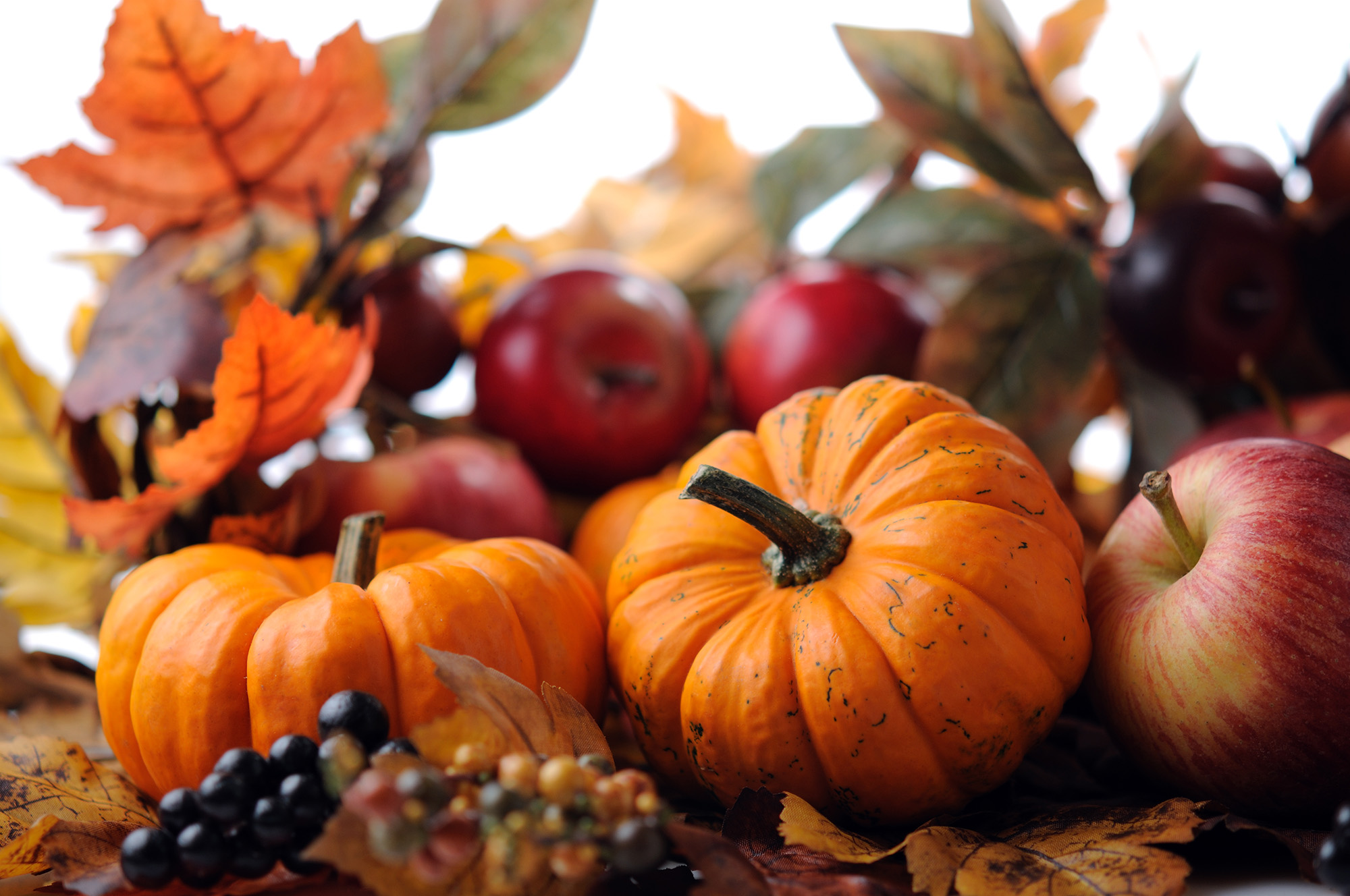 November Events in Ann Arbor, Ypsilanti, and Beyond